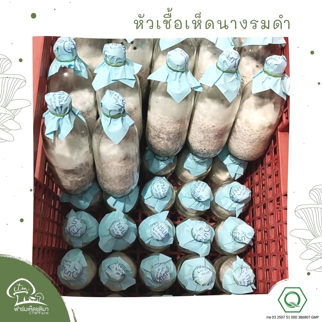 หัวเชื้อเห็ดนางรมดำ-ชุด6ขวด-เห็ดนางรมเทา-สำหรับคนทำฟาร์มเห็ด-เพื่อหยอดลงก้อนเห็ด-หรือฟางข้าว