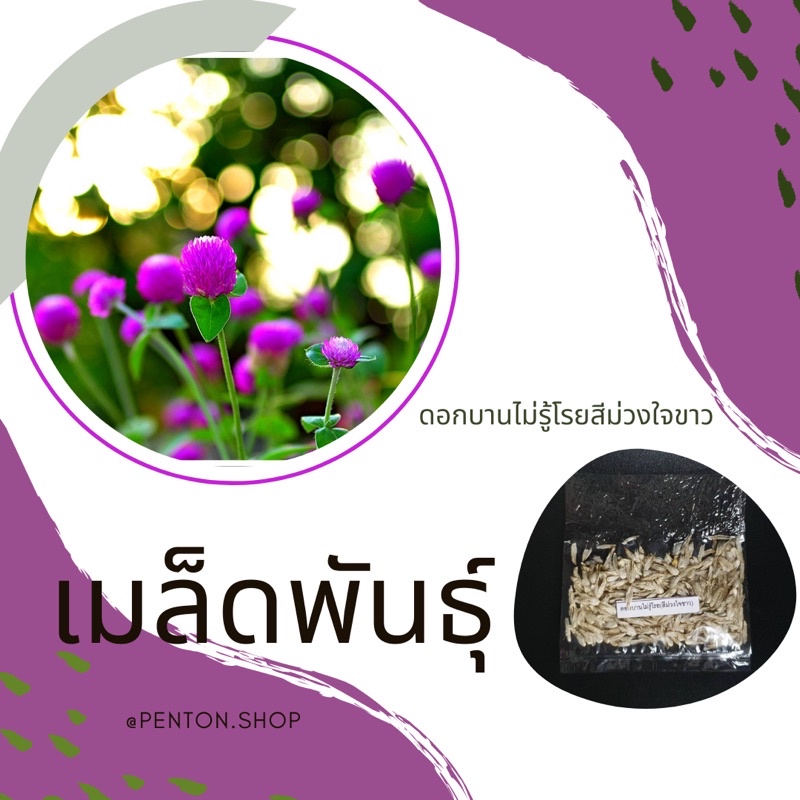 เมล็ดดอกบานไม่รู้โรยใจขาว-10-เมล็ดซื้อซื้อ-โปรสั่งสินค้าภายในร้าน30บาทขึ้นไปค่ะ