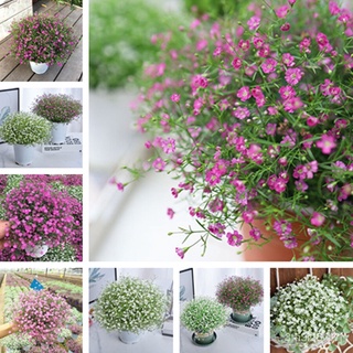 （รับประกันหลังการขายงอก100%）ของแท้ 100% ประเทศไทย พร้อมสต็อก Gypsophila Flower Seed 200pcs เมล็ดพันธุ์ ต้นไม้บอลสี บอนไซ