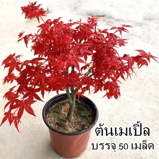 อินทรีย์ ต้น ดอก/ปลูกง่าย ปลูกได้ทั่วไทย บรรจุ 50 เมล็ด ต้นเมเปิ้ล ต้นชบาเมเปิ้ล American Red Maple Seeds for PMTR