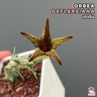 เก๋งจีน Orbea deflersiana แคคตัส กระบองเพชร cactus&amp;succulent