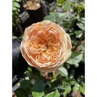กุหลาบมาโซระดอกหอมสีโอรสดอกเป็นพวง