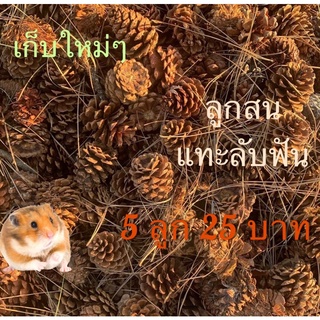 ภาพหน้าปกสินค้าสูกสน 5-20 ลูก  pine cones  diy พร๊อบถ่ายรูป  ลับฟันสัตว์ฟันแทะ แฮมเตอร์ แม่น กระรอก ที่เกี่ยวข้อง