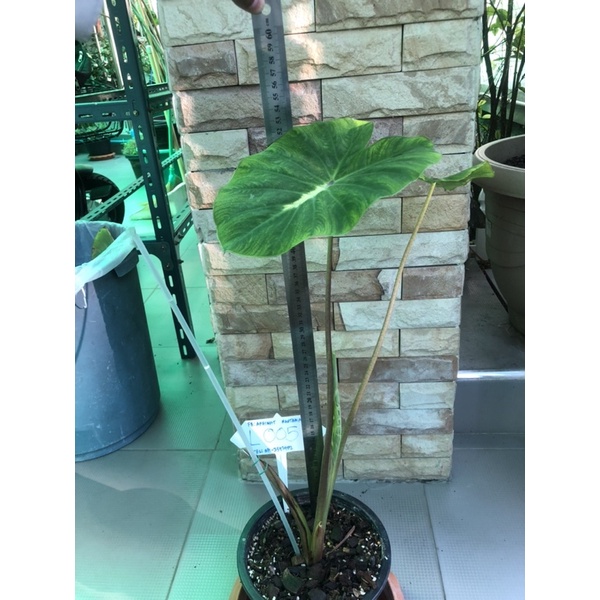 ต้นบอนไวท์ลาวา-ไซส์แม่พันธ์สูง50ซม-colocasia-white-lava