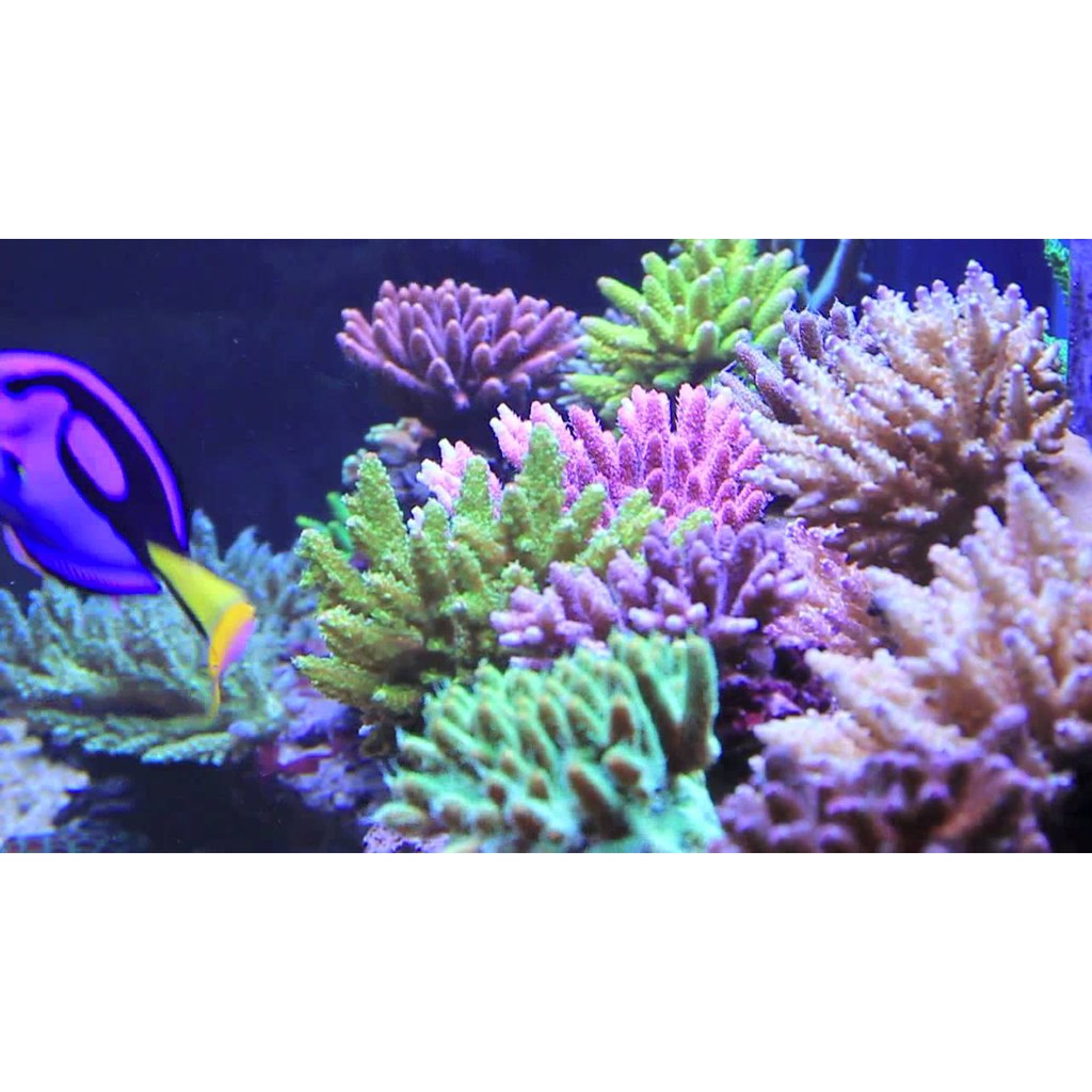 zeovit-pohls-xtra-100ml-แร่ธาตุวิตามินและกรดอะมิโนเข้มข้น-ขายดีที่สุด-สำหรับเร่งสีปะการังให้สวยหวานสไตร์ซีโอวิท-เร่งโต