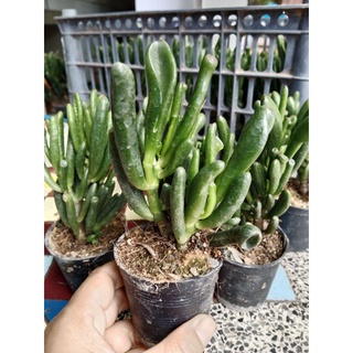 ต้นหูเชร็ค คลาสซูล่าใบหลอด ไม้อวบน้ำ กระถาง 2 นิ้ว - Crassula ovata Gollum Ear