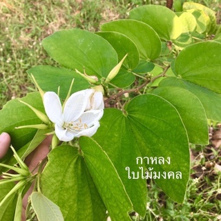 ใบกาหลง ทำพิธีมงคล ใบไม้ลงเสาเอก ใบสด 10ใบ/ชุด พร้อมส่ง