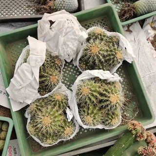 [ถูกสุด] Cactus ถังทอง ฟอร์มกอ กระบองเพชร แคคตัส