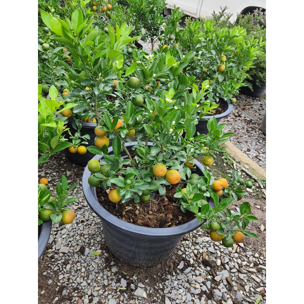 ต้นส้มจี๊ด-ส้มมงกรทอง-ส้มมงคล-ในกระถาง10นิ้ว