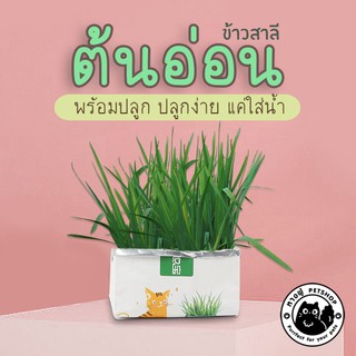 ภาพหน้าปกสินค้า🌱ชุดปลูกหญ้าแมว🌱 แบบถุงปลูกง่ายแค่เติมน้ำ ต้นอ่อนข้าวสาลี ออแกนิกส์ FUO8 ที่เกี่ยวข้อง