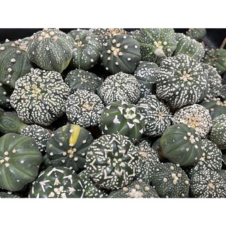 แอสโตร แคคตัส แอสโตรไฟตัม  แอสโตร super kabuto V , Astrophytum  ราคาเบาๆขนาดกำลังน่ารักๆ1.5-5cm