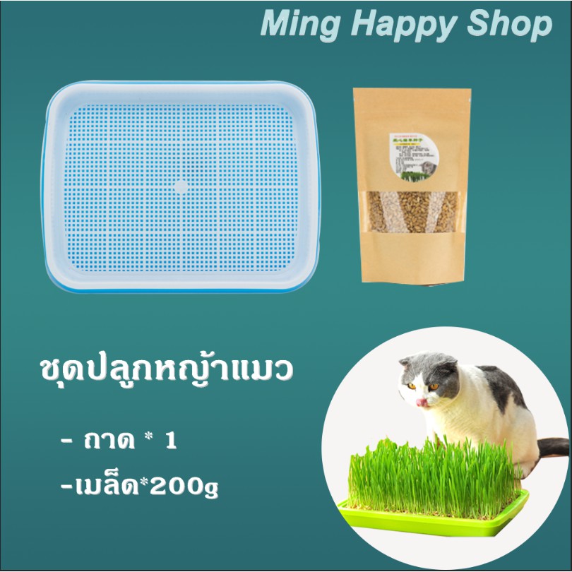 Ming Complete Cat Grass Growing Kit with Tray and Seeds