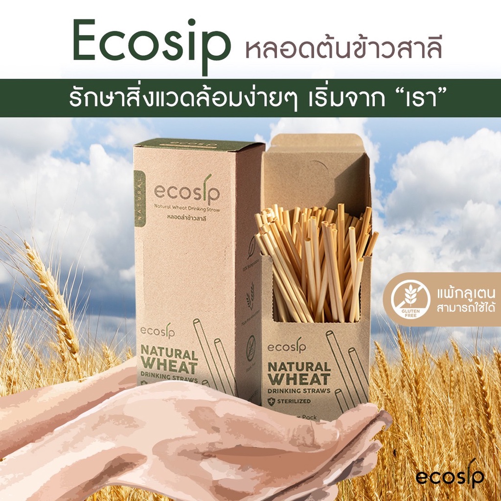ขายส่ง-หลอดลำข้าวสาลี-natural-wheat-straw-หลอดจากธรรมชาติ-ขนาด-20-cm-3-000-หลอด-500หลอด-กล่อง
