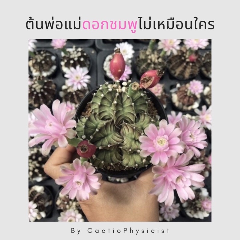 ยิมโน-lb-hybrid-พ่อแม่ดอกชมพู