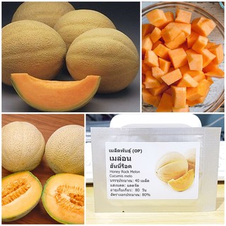 เมล็ดพันธุ์ เมล่อน ฮันนี่ร็อค (Honey Rock Melon Seed) บรรจุ  เมล็ด คุณภาพดี ราคาถูก ของแท50 เมล็ด (ไม่ใช่พืชที่มีชีวิต)