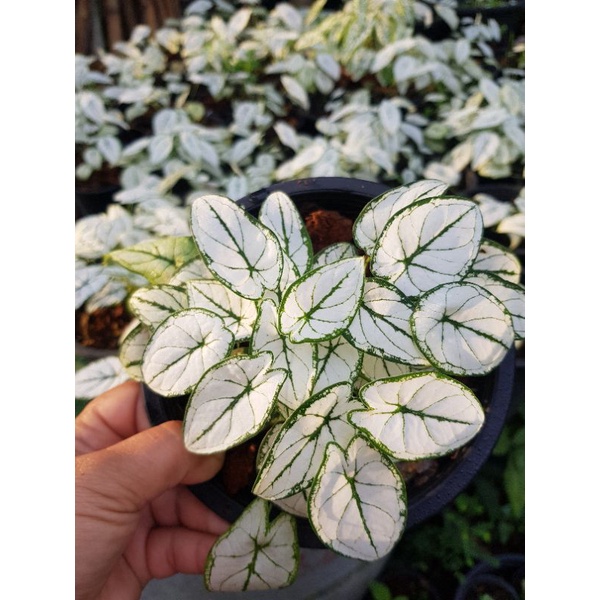 ต้น-mini-caladium-christmas-peper