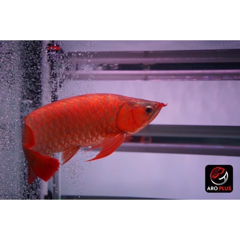 aroplus-super-red-วิตามินเสริมปลามังกรแดง-ชนิดแคปซูล-ขนาดเล็ก-30-แคปซูล