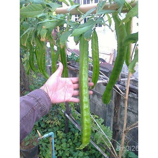 อินทรีย์ ต้น ดอก/เมล็ดพันธุ์ ถั่วพูยักษ์,ถั่วพูยาว (Giant Winged Bean Seed) บรรจุ 3 เมล็ด 14ZM