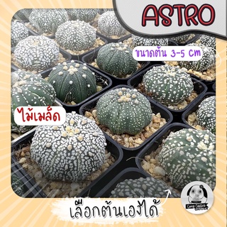 ต้นแอสโตร (เลือกต้นได้) ไม้เมล็ด ( ต้นกระบองเพชร Astrophytum) ไม้เมล็ด Set W🌵ต้นแคคตัส❤️