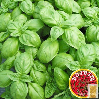 เมล็ดพันธุ์ อิตาเลี่ยน เบซิลใบใหญ่ (Italian Large Leaf Basil Seed) บรรจุ 400 เมล็ด คุณภาพดี  ราคาถูก ของแท้ 100%ทานตะวัน