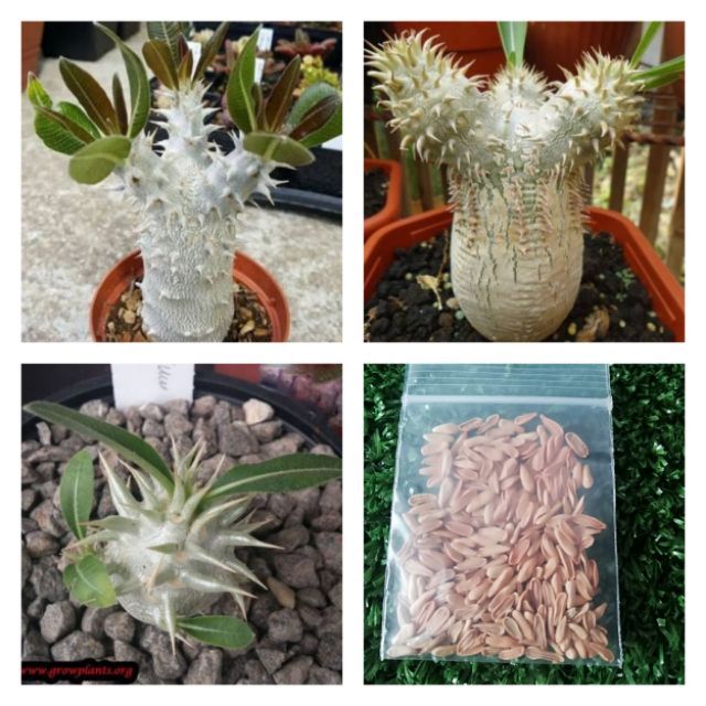 ภาพหน้าปกสินค้าเมล็ด พาชี​โพเดียม​ pachypodium eburneum​ 10เมล็ด