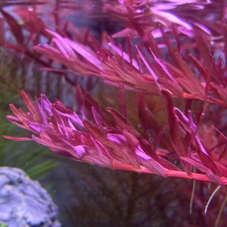 โรทาล่า โคโรลาต้า Rotala Colorata ไม้น้ำ ไม้หลังตู้ มือใหม่ ขายเป็นกิ่ง