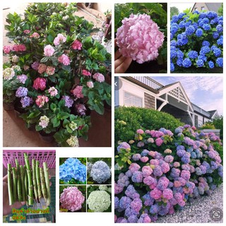 (12กิ่ง) (จำหน่าย กิ่งพันธุ์) ต้น ดอก  ไฮเดรนเยีย hydrangeaceae hydrangea ไฮเดรนเยีย ดอกไม้สวย ไร่ปั้นเดือน