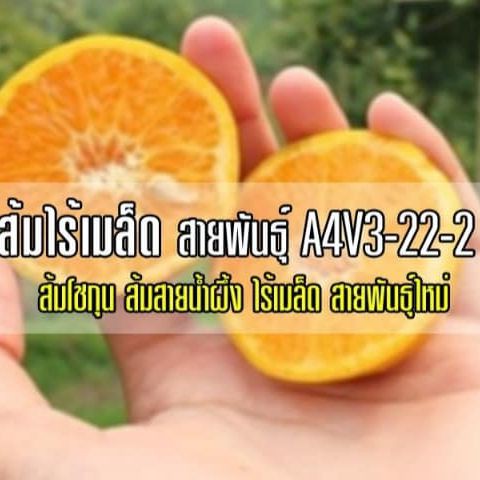 ต้นส้ม-พันธุ์โชกุน-ไร้เมล็ด