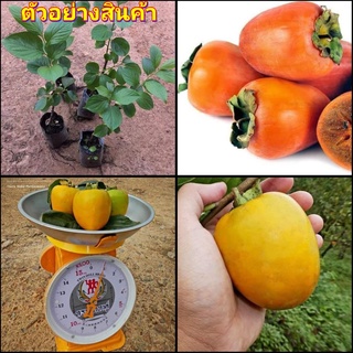 (1ต้น)(vาย ต้นพันธุ์) ต้น ลูกพลับหวาน พันธุ์ ซูรุโนโกะ Tsuru Noko Persimmons ต้นพลับ พลับ ต้นลูกพลับ ไร่อิงดาว