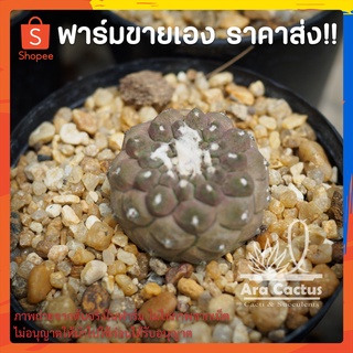 สวนขายเอง! โคเปียโป Copiapoa hypogaea ไซส์กระถาง 2 นิ้ว แคคตัส กระบองเพชร ต้นไม้ประดับ อวบน้ำ  แคนตัส ตะบองเพชร