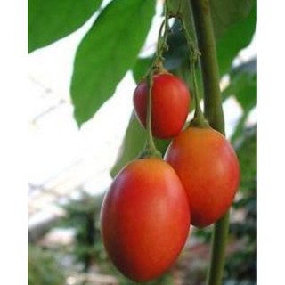 ต้นกล้ามะเขือเทศยืนต้น ต้นละ 199 บาท ทามาริลโล่ มะเขือเทศยืนต้น - Tamarillo Tree Tomato ผักสวนครัว ผลไม้