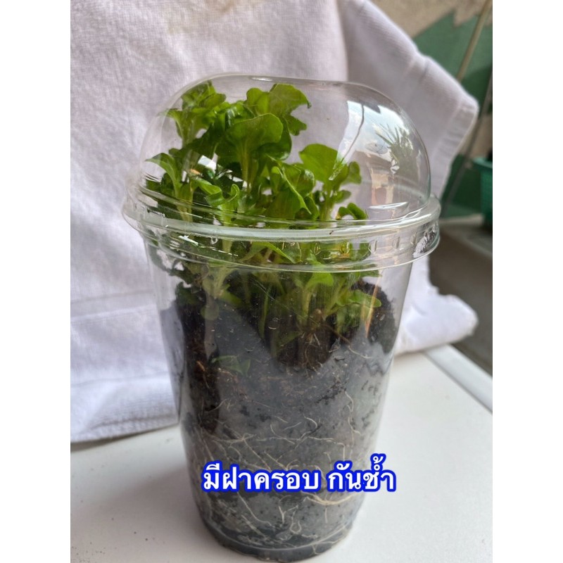 วอเตอร์เครส-ฮาวาย-สำหรับปลูก