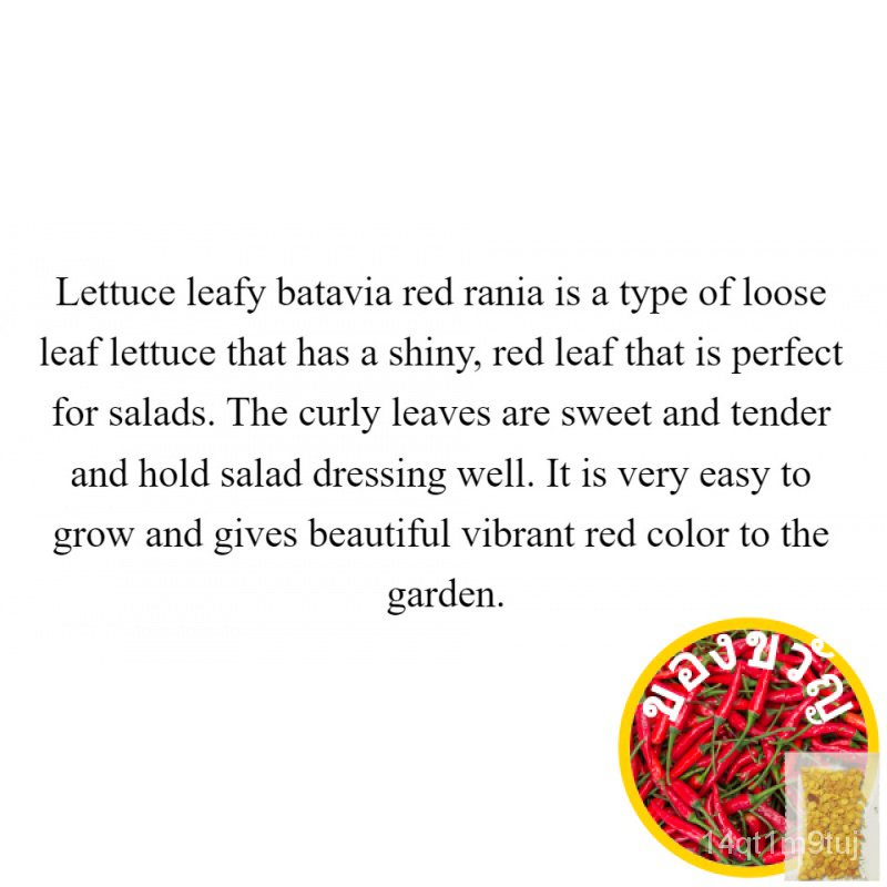 leafy-batavia-red-rania-lettuce-50-seeds-not-live-plants-เมล็ดเชีย-เมล็ดกุหลาบ-เมล็ดดอกไม้-เมล็ดดอกดาวเรือง-เมล็ดต้นอ่อ