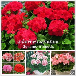 （เมล็ดพันธุ์ ถูก คละ）เมล็ดพันธุ์ เจอราเนียม Geranium Seeds เมล็ดบอนสี เมล็ดดอกไม้ (แต่ละแพ็คมี 100 เมล็ด - Seeds for pla