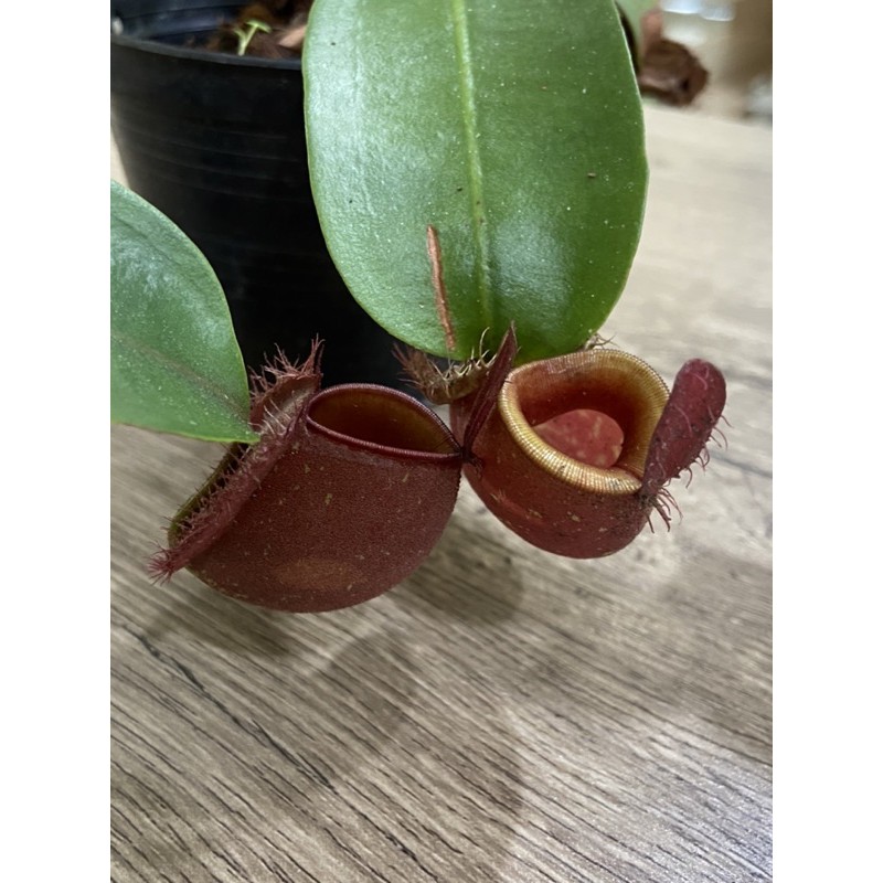 ไม้กินแมลงหม้อข้าวหม้อแกงลิงแอมพูราเรียสีแดง-nepenthes-ampullaria