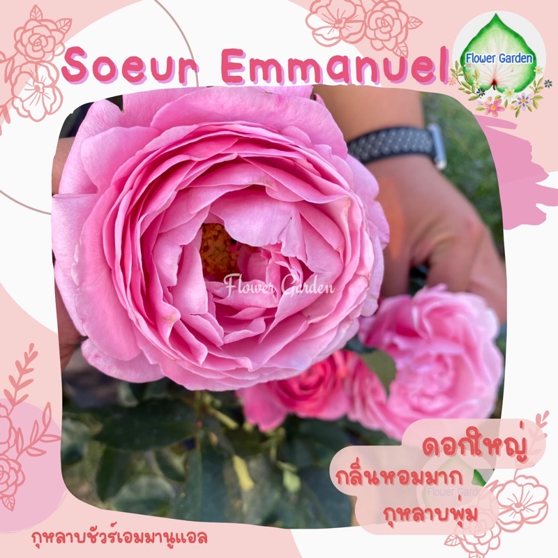 flower-garden-f499-กุหลาบดอกหอม-soeur-emmanuel-ชัวร์เอมมานูเอล-ส่งติดดอก-ดอกหอมฟิน