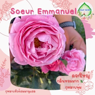 Flower Garden F499 กุหลาบดอกหอม (Soeur Emmanuel) ชัวร์เอมมานูเอล (ส่งติดดอก) ดอกหอมฟิน