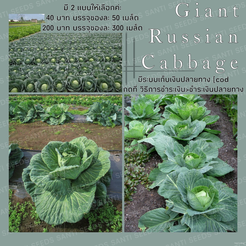 เมล็ดพันธุ์-กะหล่ำปลียักษ์-300-เมล็ด-giant-russian-cabbage-seed-เมล็ดพันธุ์แท้100-นำเข้าจากต่างประเทศ-ปลูกผัก-สวนครัว-ร