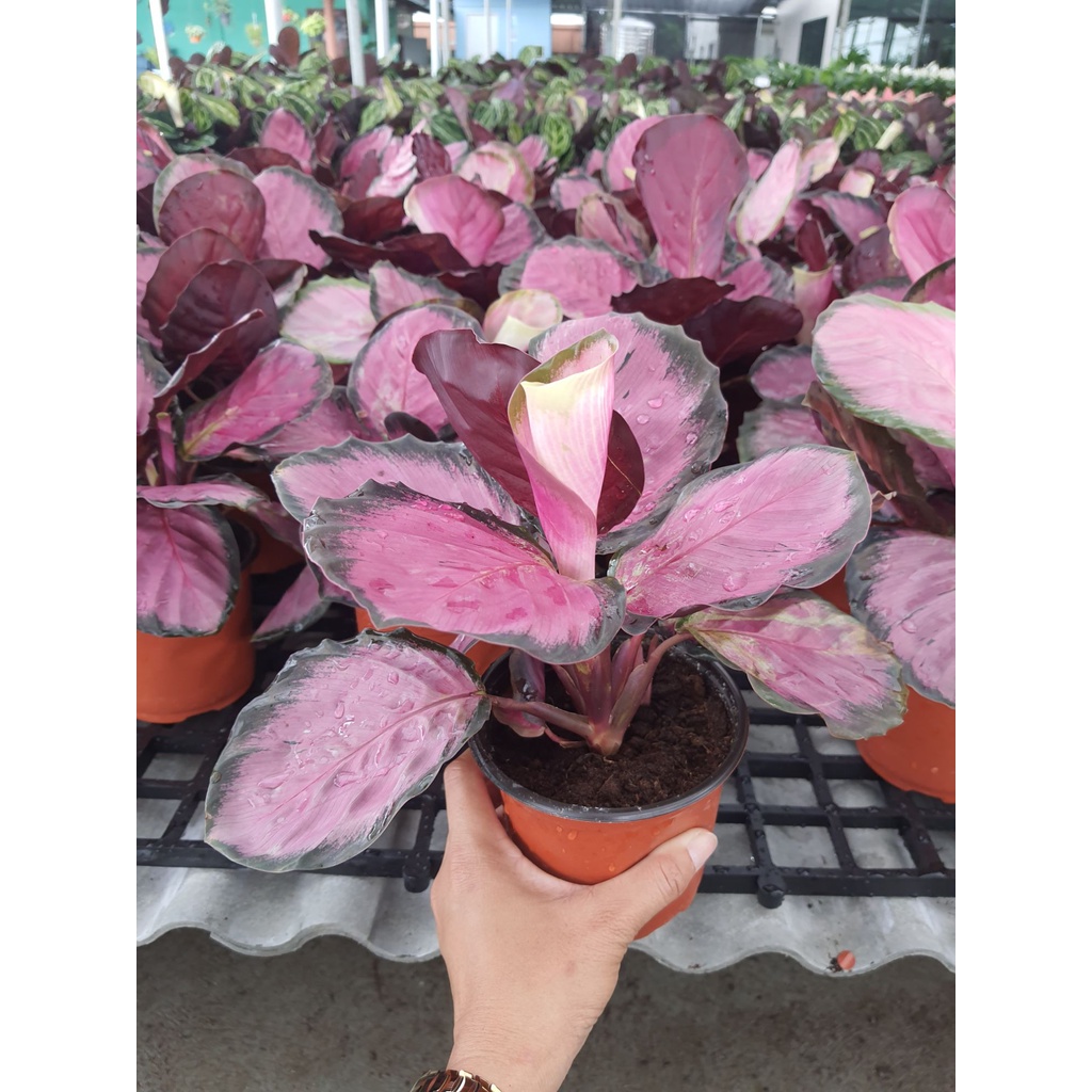 ต้น-คริมสัน-calathea-crimson-คล้ามีใบสีชมพู-กระถาง-5-นิ้ว-ไม้ฟอกอากาศ