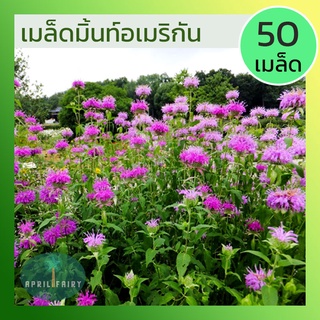 [50เมล็ด] เมล็ดมินต์อเมริกัน เมล็ดมินต์ อเมริกัน เมล็ดพันธุ์ มิ้นท์ American Mint Seeds สายพันธุ์ แท้ 100%