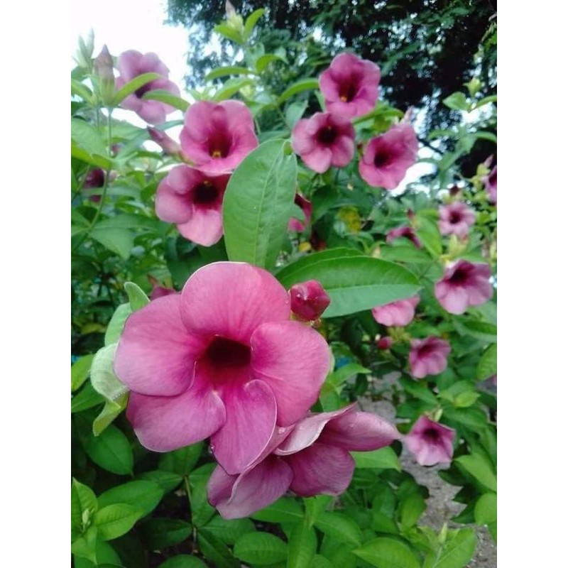 ขาย-ต้นพันธุ์-ต้น-ดอก-บานบุรีสีม่วง-purple-allamanda-บานบุรี-สีม่วง-เบนซ์