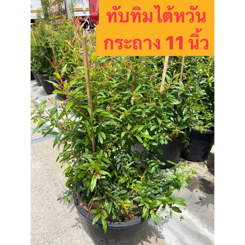 ต้นทับทิมไต้หวัน ต้นทับทิม ขนาดกระถาง 11 นิ้ว ยอดแดง ไม้มงคล | Shopee  Thailand