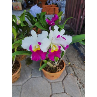 ต้นกล้วยไม้ แคทลียา ดอกใหญ่ สีขาว ปากชมพู (Cattleya)”ราชินีแห่งกล้วยไม้ จัดส่งพร้อมกระถางลำต้นสูง30 ซม ส่ง แบบติดดอกแล้ว