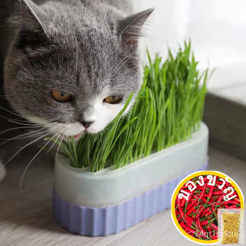 งอกสูง-เมล็ดแมวธรรมชาติ100-สำหรับปลูก-50เมล็ด-green-digestive-cat-seeds-foliage-plant-seeds-wheat-zggn