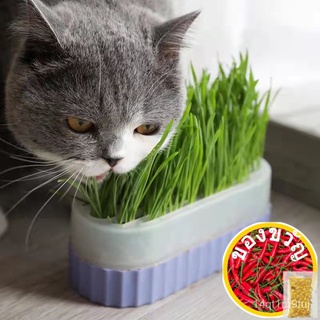 [งอกสูง] เมล็ดแมวธรรมชาติ100% สำหรับปลูก (50เมล็ด) Green Digestive Cat Seeds Foliage Plant Seeds Wheat ZGGN