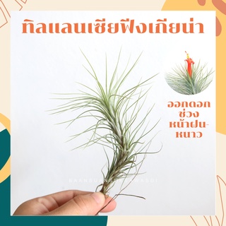 ทิลแลนเซียฟังเกียน่า Tillansia Funckiana