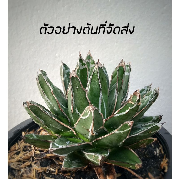 ถูกที่สุด-อากาเว่ควีนวิคตอเรีย-queen-victoria-agave-แคคตัส-amp-ไม้อวบน้ำ-cactus-amp-succulent-ไม้ประดับ