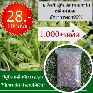 ภาพหน้าปกสินค้า#เมล็ดพันธุ์ต้นอ่อนทานตะวัน28บาท 100 กรัม 1100+++เมล็ด ที่เกี่ยวข้อง