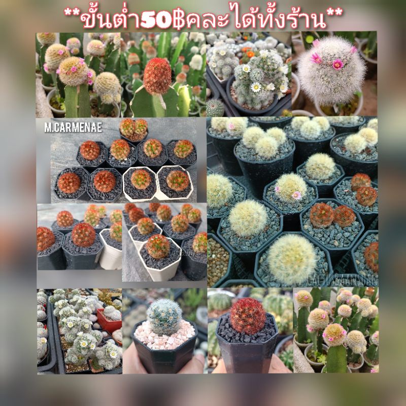 mammillaria-carmenae-laui-คามิเน่-ลาวอ้าย-ขนหลากสี-แดง-ส้ม-ขาว