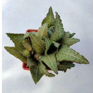 Cake Cactus Farm ไม้อวบน้ำ กระบองเพชร Euphorbia francoisii hybrid ยูโฟร์เบีย ฟรองซัว ฟอร์มกอ